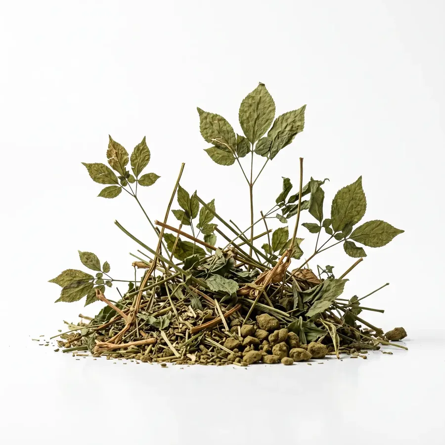 Ginseng plant parts with leaves and berries